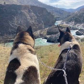 Američka akita, štenci