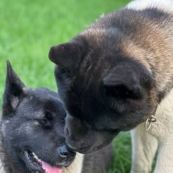 Američka akita, štenci
