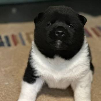 Američka akita, štenci