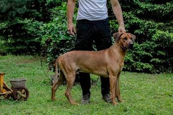 Rodezijski Ridžbek - Afrički gonič lavova