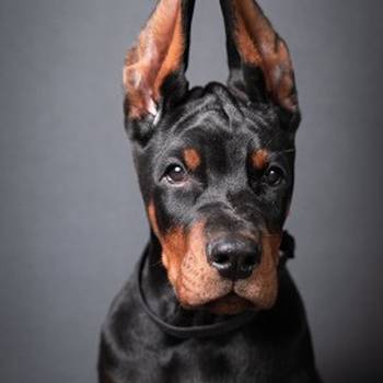 Doberman stenci