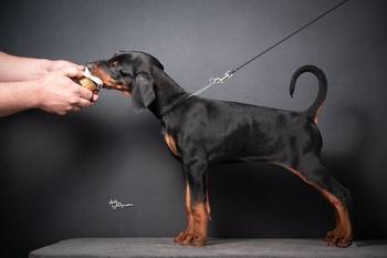 Doberman stenci