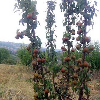 Trogodisnje i dvogodisnje vocne sadnice već od 150 din