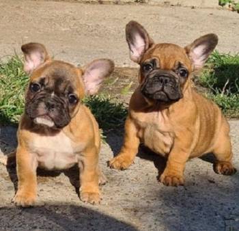 Francuski buldog, dve zenke