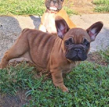 Francuski buldog, dve zenke
