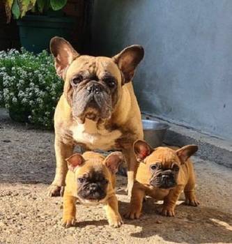 Francuski buldog, dve zenke