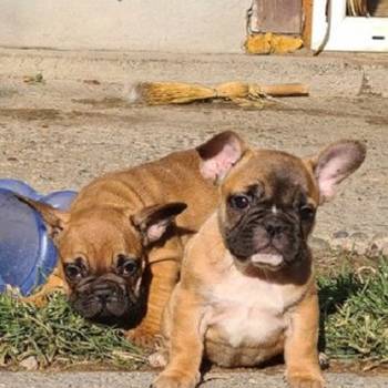 Francuski buldog, dve zenke