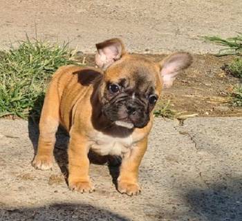 Francuski buldog, dve zenke