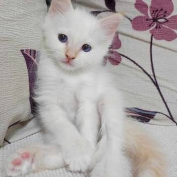 Sveta Birma i Ragdoll mačići