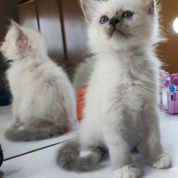 Sveta Birma i Ragdoll mačići
