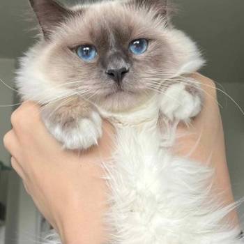 Sveta Birma i Ragdoll mačići