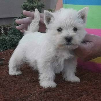 Westie ŝtenci 9 nedelja iz odgajivačnice Lovely Little Friend