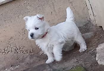 Westie ŝtenci 9 nedelja iz odgajivačnice Lovely Little Friend