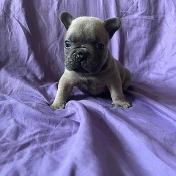 Francuski buldog  blue stenci