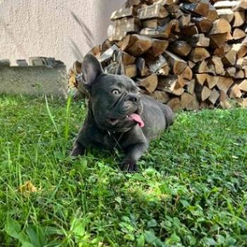 Francuski buldog  blue stenci