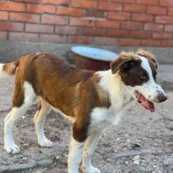 Bordel colli musko stene, star 5 meseci