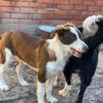 Bordel colli musko stene, star 5 meseci