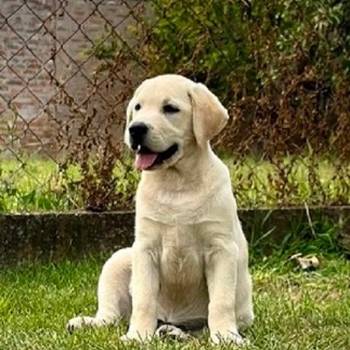 Labrador Retriver štenci - ženke