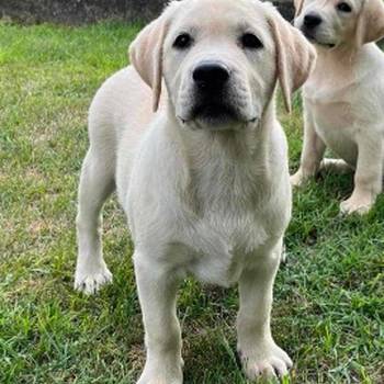 Labrador Retriver štenci - ženke