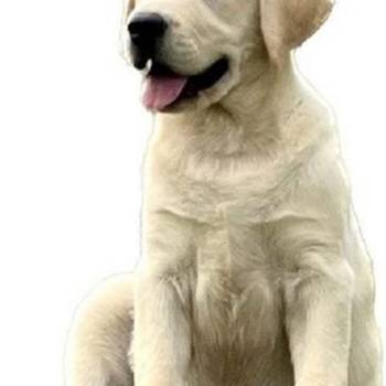 Labrador Retriver štenci - ženke