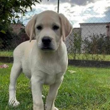 Labrador Retriver štenci - ženke
