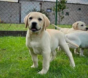 Labrador Retriver štenci - ženke