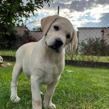 Labrador Retriver štenci - ženke