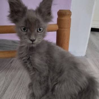 Maine coon mačići
