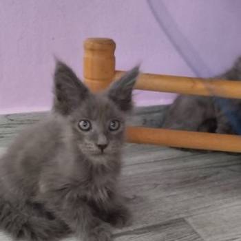 Maine coon mačići