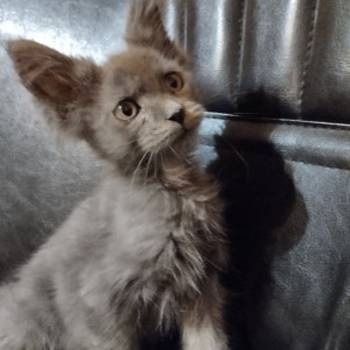 Maine coon mačići