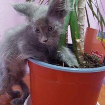 Maine coon mačići