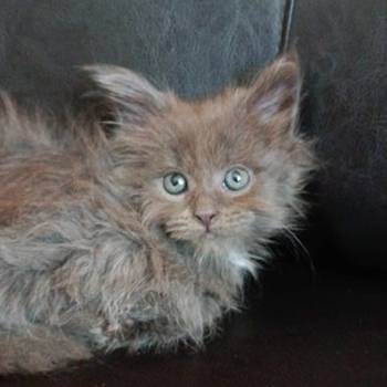 Maine coon mačići