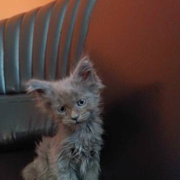 Maine coon mačići