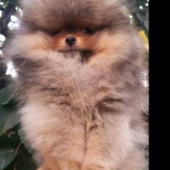 Pomeranac BOO medvedići, Pomeranski Špic