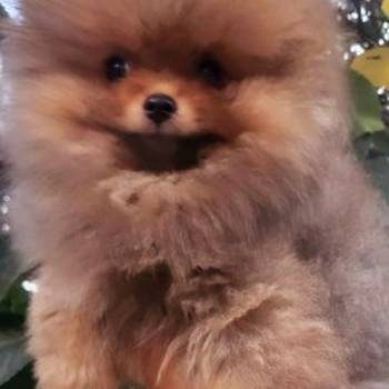 Pomeranac BOO medvedići, Pomeranski Špic