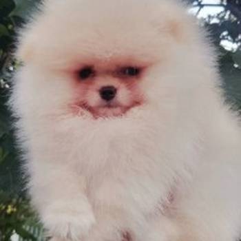 Pomeranac BOO medvedići, Pomeranski Špic