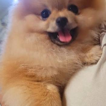 Pomeranac BOO medvedići, Pomeranski Špic