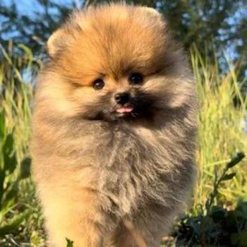 Pomeranac (BOO) mužjaci i ženke