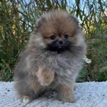 Pomeranac (BOO) mužjaci i ženke