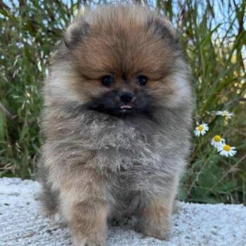 Pomeranac (BOO) mužjaci i ženke