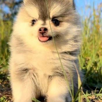 Pomsky- pomski, izrazito patuljasti i mini