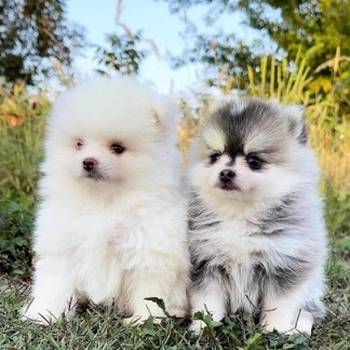 Pomsky- pomski, izrazito patuljasti i mini