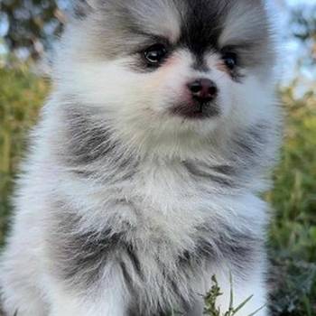 Pomsky- pomski, izrazito patuljasti i mini
