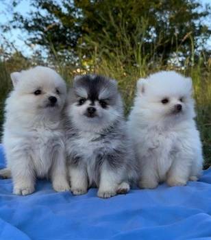 Pomsky- pomski, izrazito patuljasti i mini