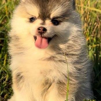 Pomsky- pomski, izrazito patuljasti i mini
