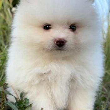 Pomsky- pomski, izrazito patuljasti i mini
