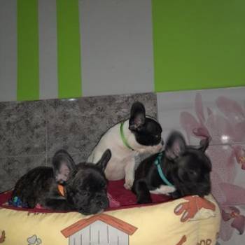 Francuski Buldog