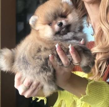 Pomeranski špic,Pomeranian,Pomeranac,Boo štenci