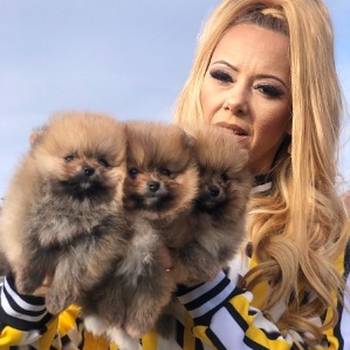 Pomeranski špic,Pomeranian,Pomeranac,Boo štenci
