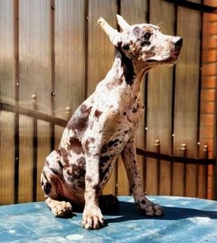 Doberman štenci